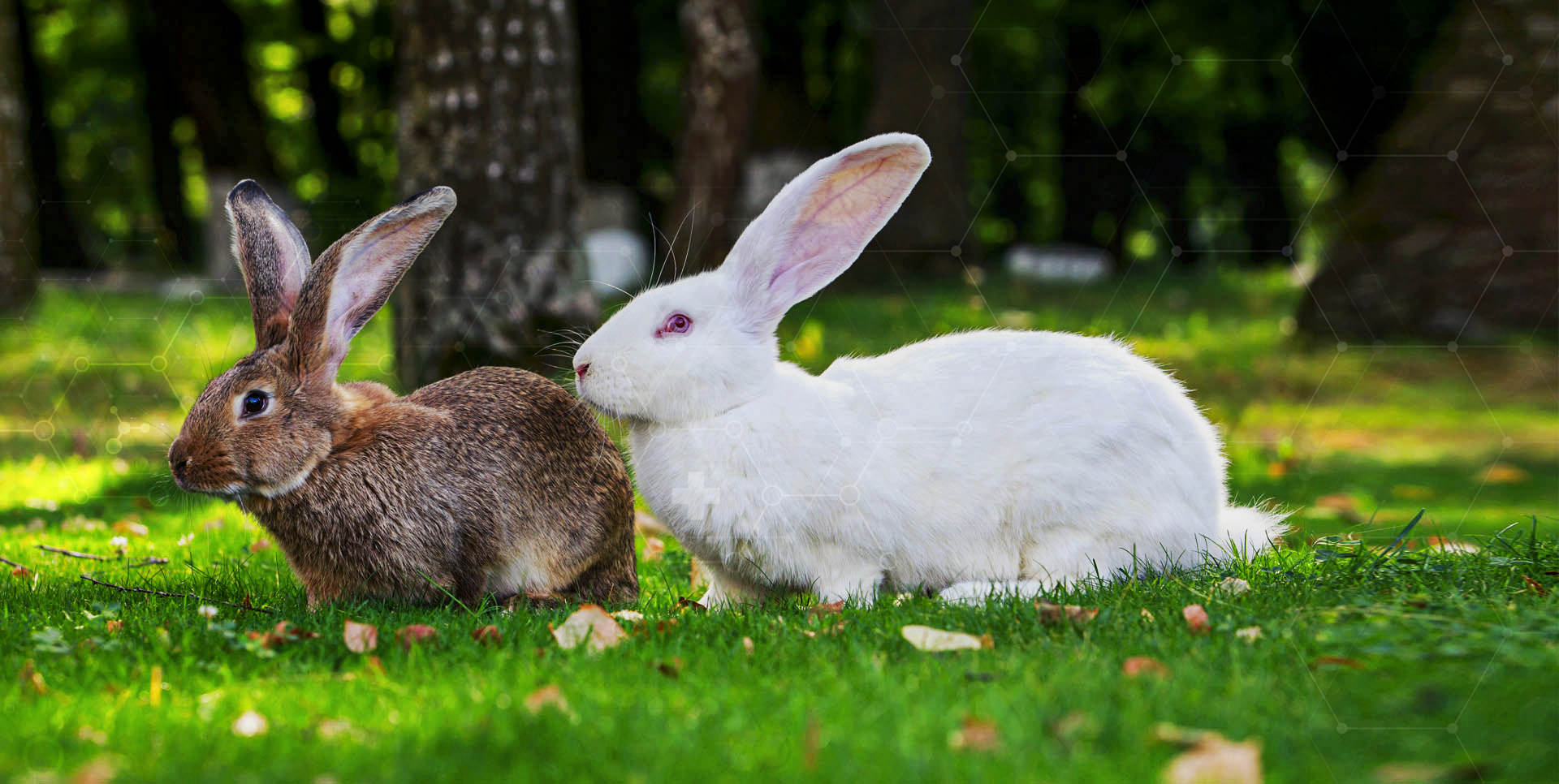 Najlepsza pasza dla królików – czyli jaka?