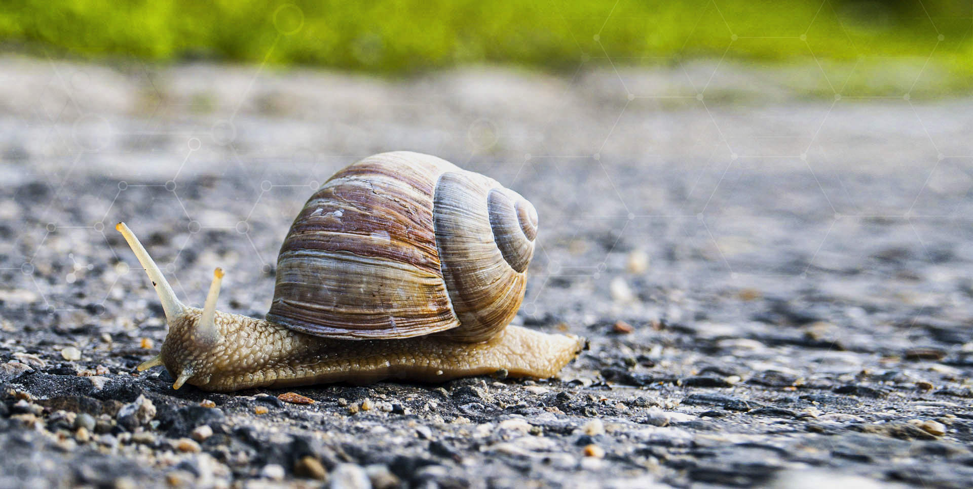 Jak powinna być podawana karma dla ślimaków?