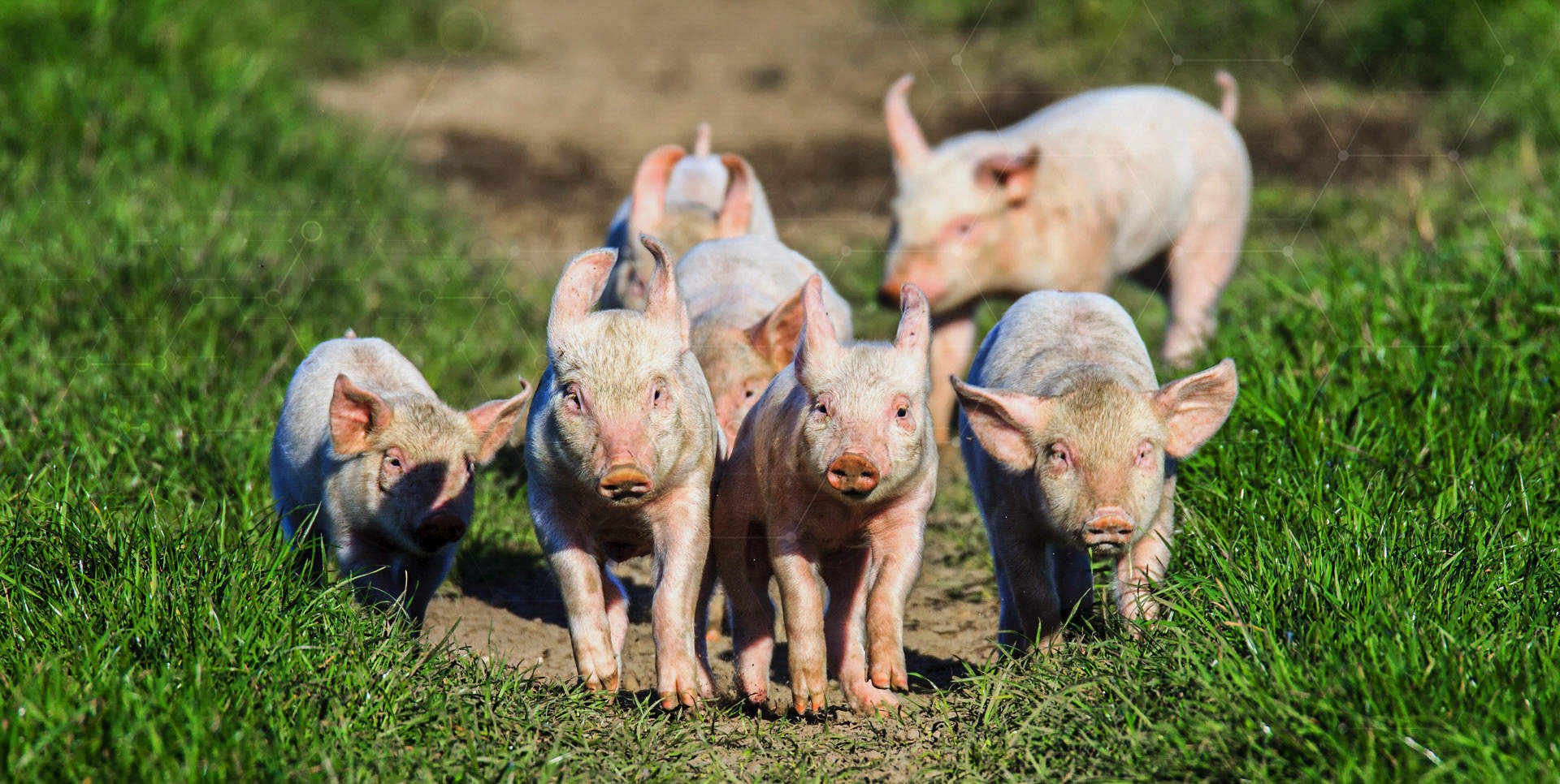 Zapotrzebowanie żywieniowe dla trzody - na co zwrócić uwagę i jaką paszę wybrać?